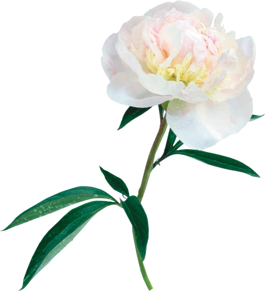 Пионы на белом фоне