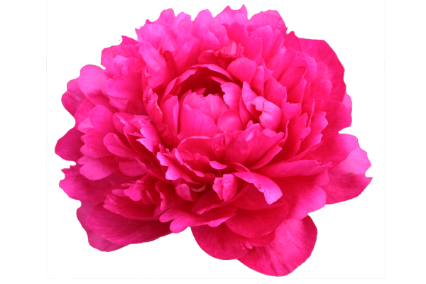 Пион для детей