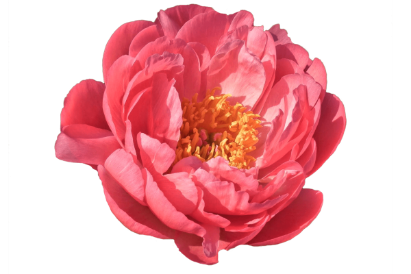 Цветы пионы на белом фоне