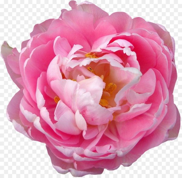 Роза Peony Pink Тамбузи