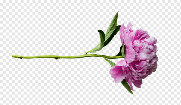 Пионы для фотошопа