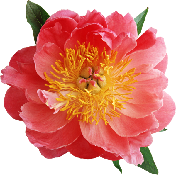 Персиковый пион бутон