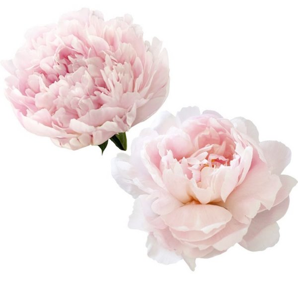Пиони Пинк Peony Pink роза