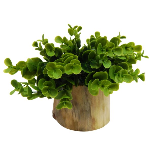 Цветок в горшке на прозрачном фоне