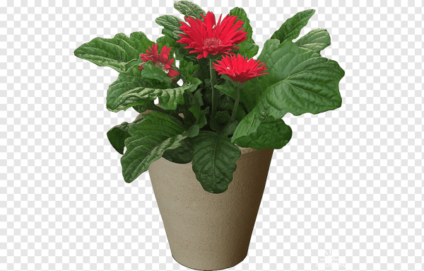 Комнатные растения в горшках на прозрачном