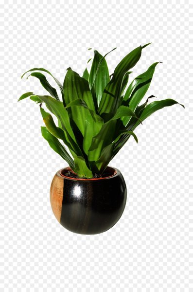 Цветы в горшках