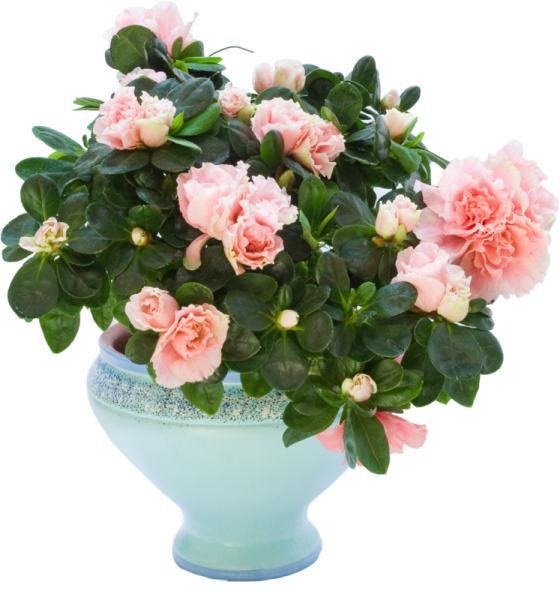 Цветок в горшке без фона