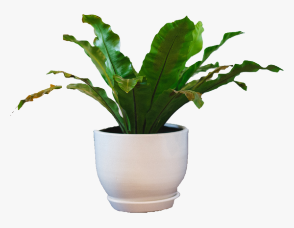 Цветок в горшке на прозрачном фоне