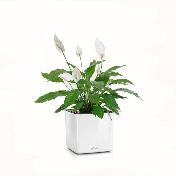 Спатифиллум Шопен д9