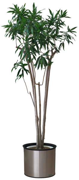Плант растение Пальма