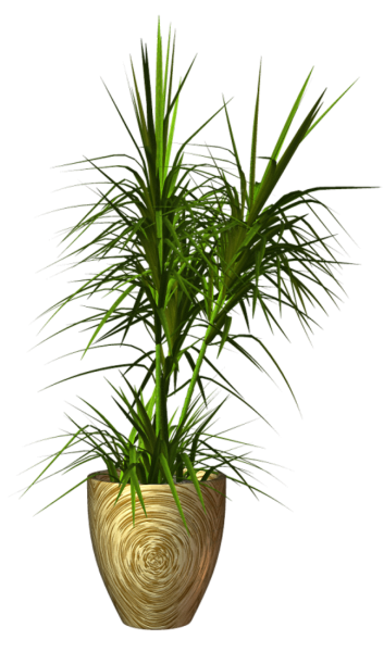 Растение в горшке без фона