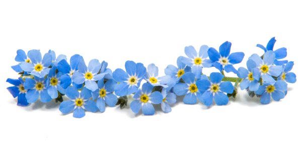 Незабудка цветок на белом фоне