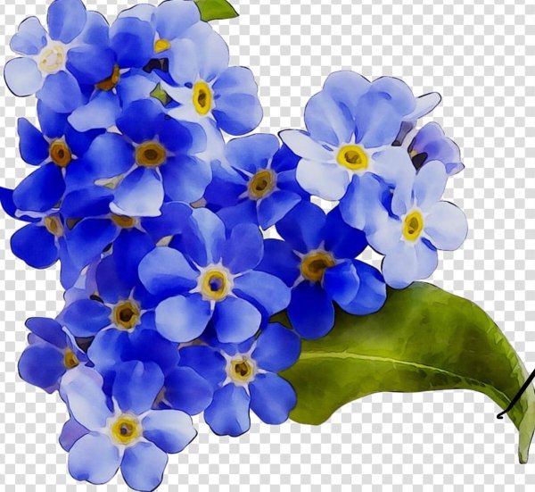 Цветы незабудки