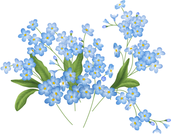 Букет незабудок на белом фоне