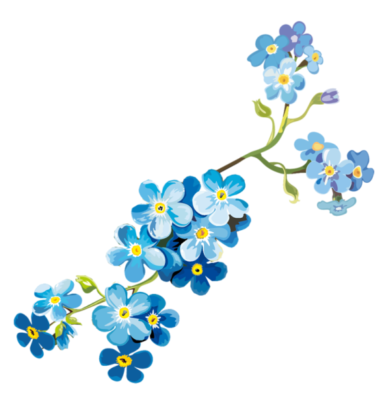 Незабудка на белом фоне