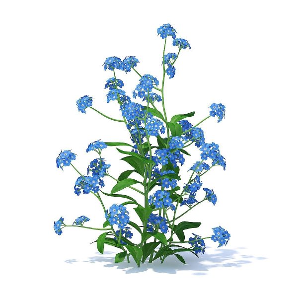 Незабудка стелющаяся