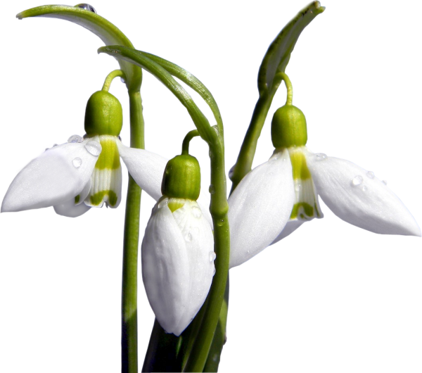 Подснежник узколистный