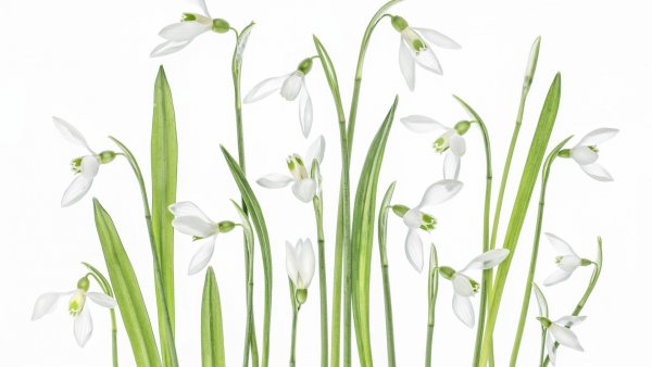 Подснежники на белом фоне