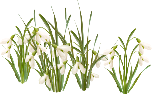 Подснежники без фона