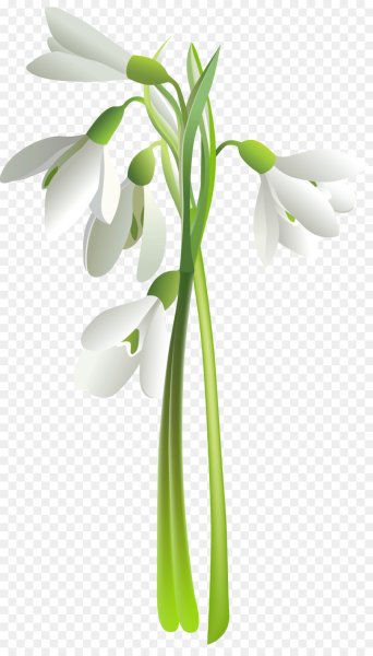 Весенние цветы на белом фоне