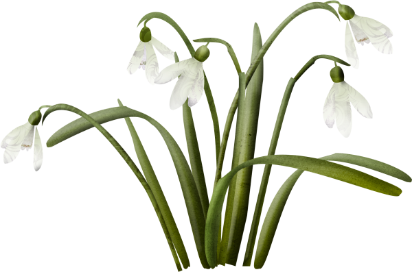 Подснежники на прозрачном фоне