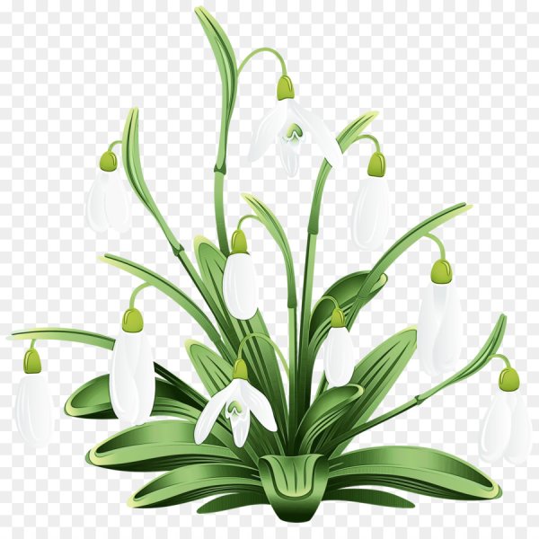 Подснежники вектор