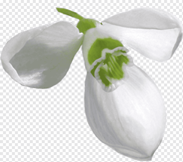 Лепесток подснежника