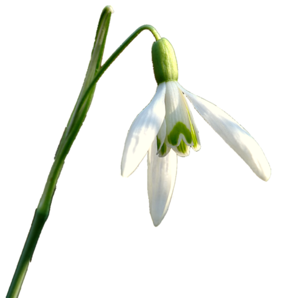 Подснежники на прозрачном фоне