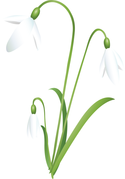 Подснежникина прзрачномфоне