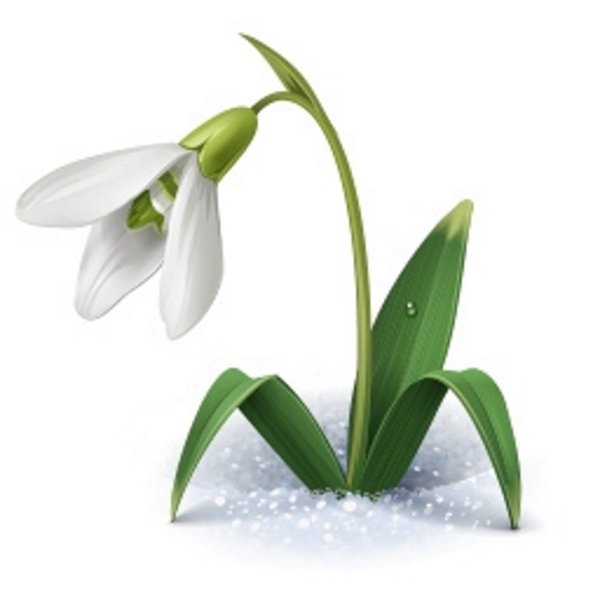 Подснежник для детей