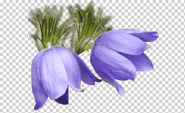 Сон трава на прозрачном фоне