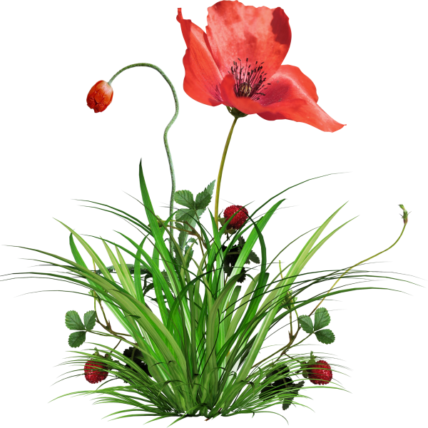 Прозрачные растения