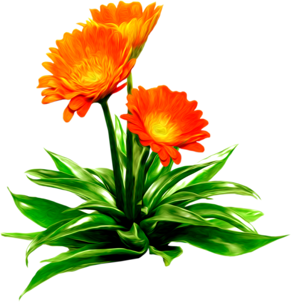 Календула цветы