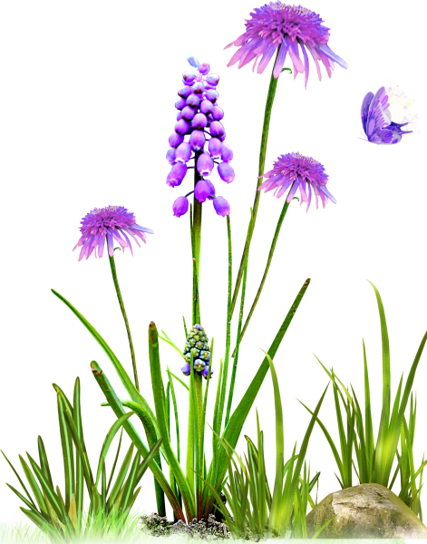 Луговые цветы на прозрачном фоне