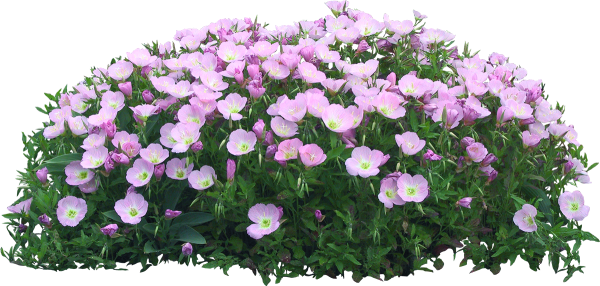 Клумба на белом фоне