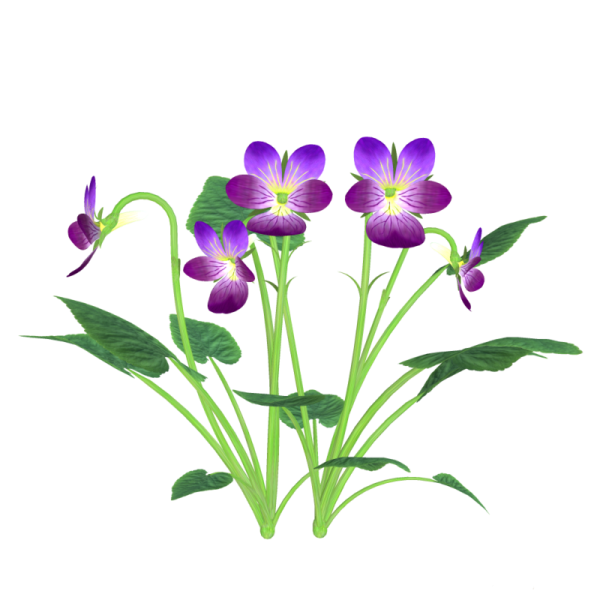 Лесные цветы на прозрачном фоне
