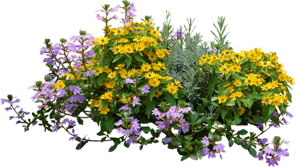 Растения на прозрачном фоне