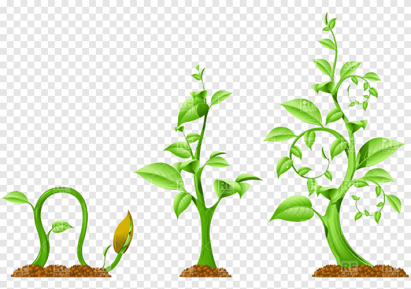 Растения растущие вверх