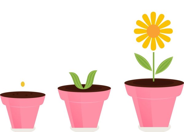 Этапы роста цветка