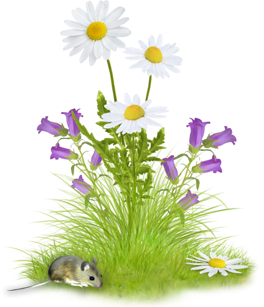 Луговые цветы на прозрачном фоне