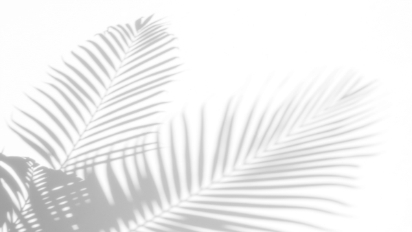 Тень от пальмовых листьев