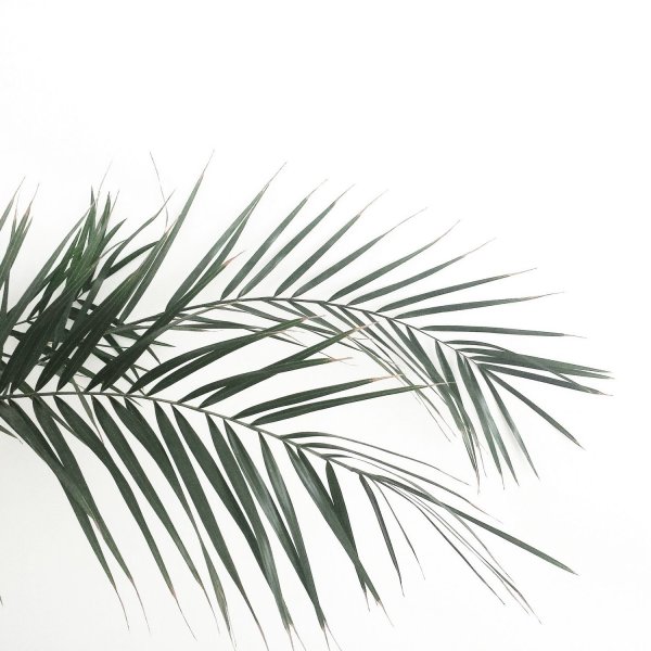 Тень от пальмы на белом фоне