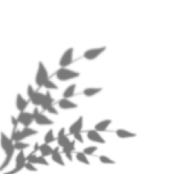 Тень листьев на прозрачном фоне