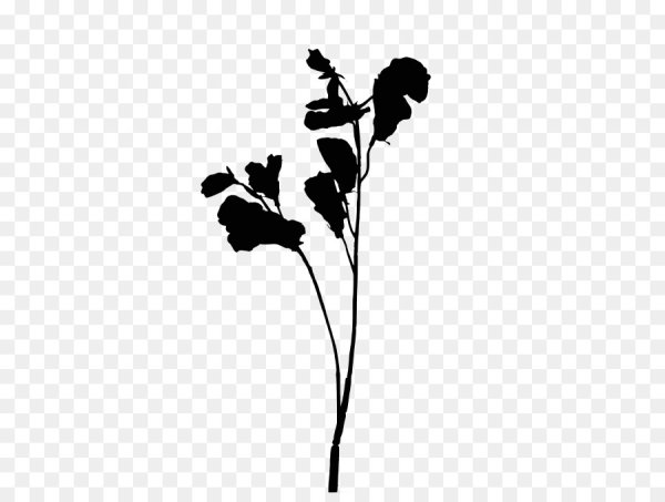 Тень растения на белом фоне