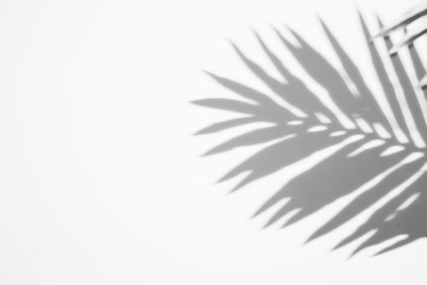 Тень от листа пальмы