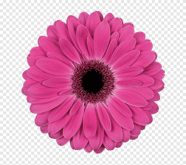 Гербера мини петтикот