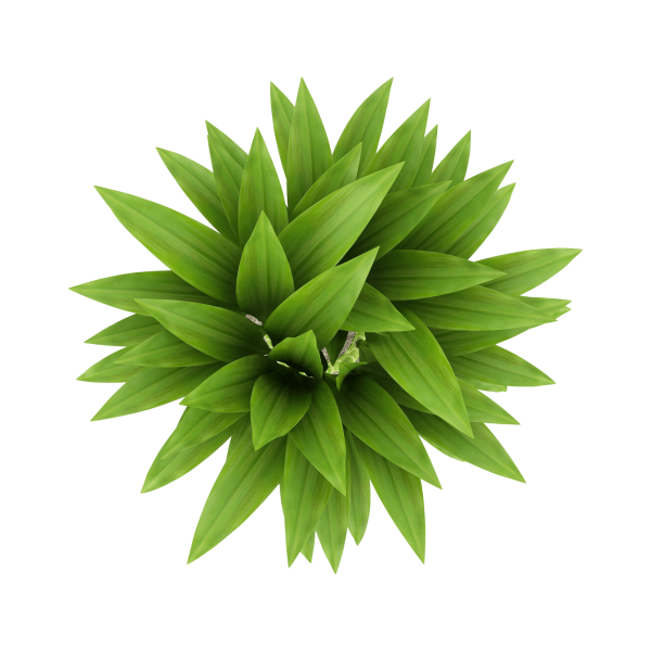 Растение в горшке сверху