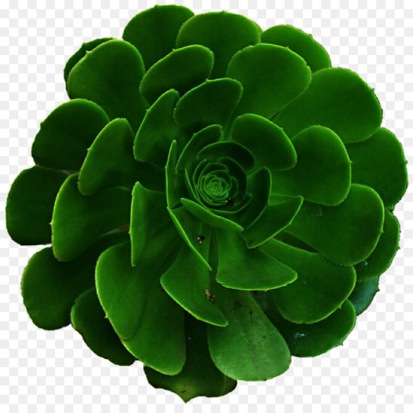 Грин Флауэрс