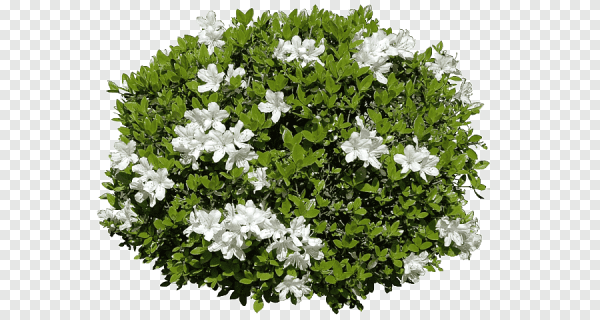 Чубушник куст на прозрачном фоне