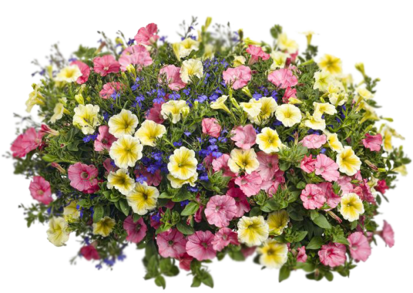 Петуния Люция